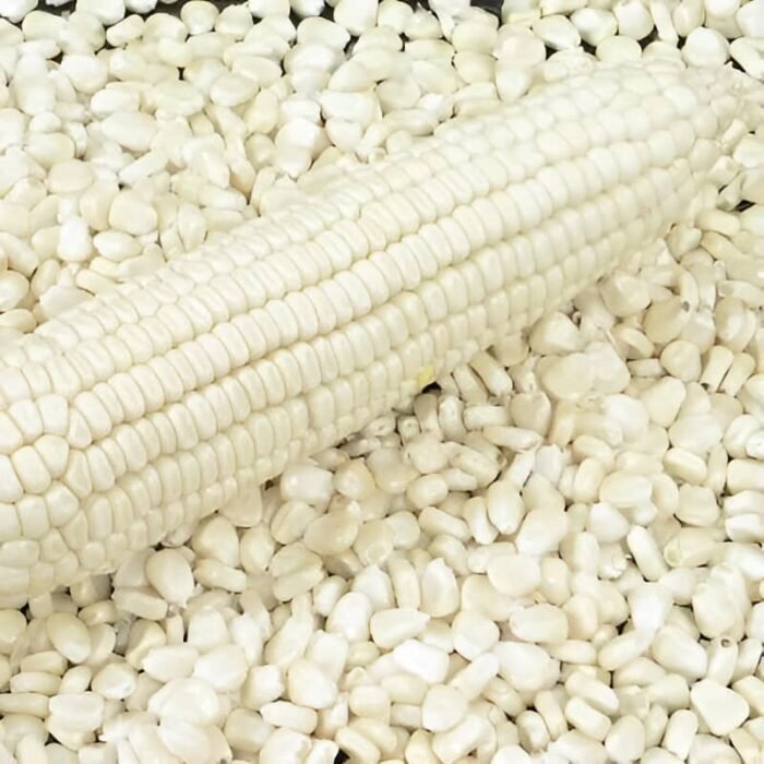 White corn seeds 10 seeds/pack